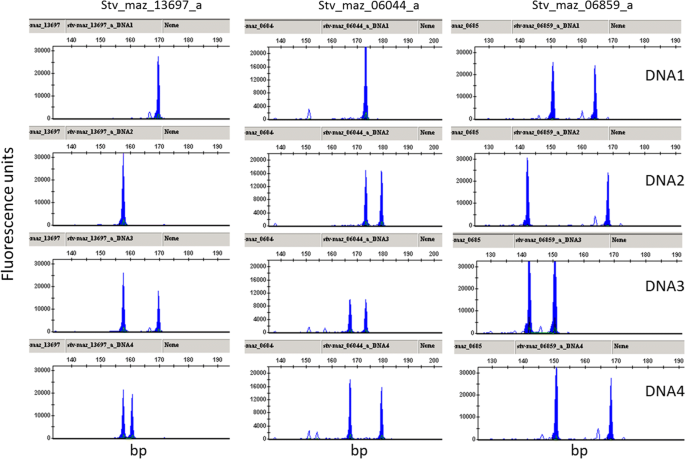 Development of nuclear microsatellite markers to facilitate 