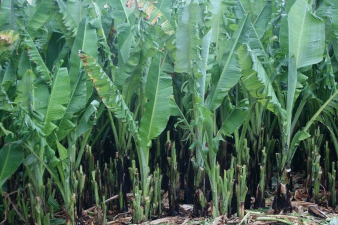 Diversity and uses of enset [Ensete ventricosum (Welw.) Cheesman] varieties  in Angacha district, Southern Ethiopia: call for taxonomic identifications  and conservation | Genetic Resources and Crop Evolution | Springer Nature  Link