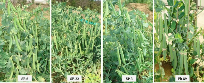 Stability Analysis Of Garden Pea Pisum Sativum L Genotypes Under North Western Himalayas Using Joint Regression Analysis And Gge Biplots Springerlink