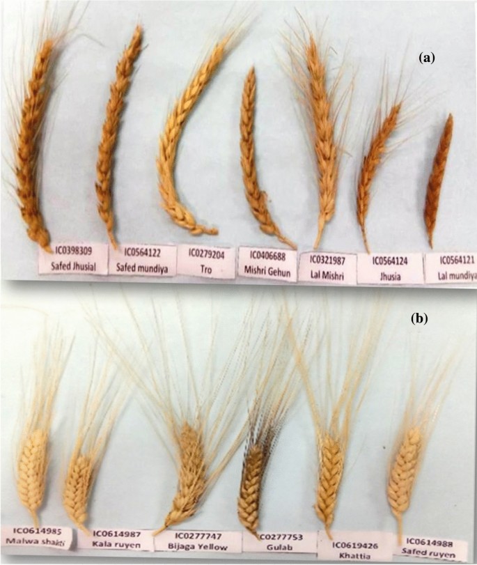 Various varieties wheat seed - krishicenter