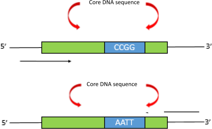 Dissecting the plant genome: through new generation molecular markers |  SpringerLink