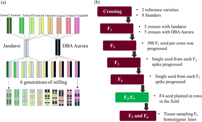 A multi-reference parent nested-association mapping population to 
