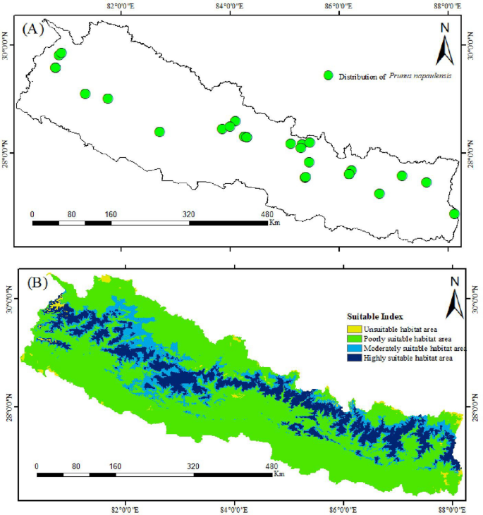 Ecology, ethnobotany, distribution, conservation and potential use of