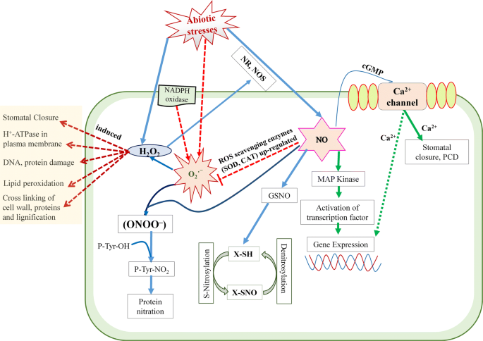 Nitric oxide in plants: an ancient molecule with new tasks | SpringerLink