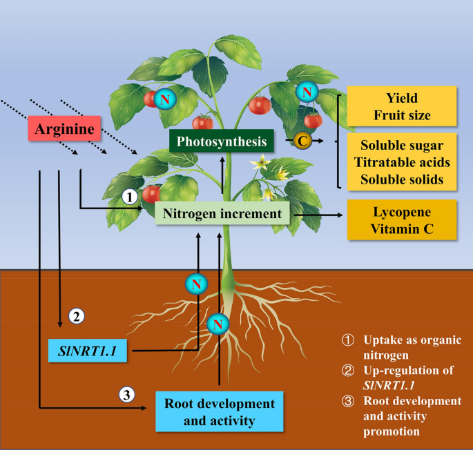 Foliar arginine application improves tomato plant growth, yield, and fruit  quality via nitrogen accumulation | SpringerLink