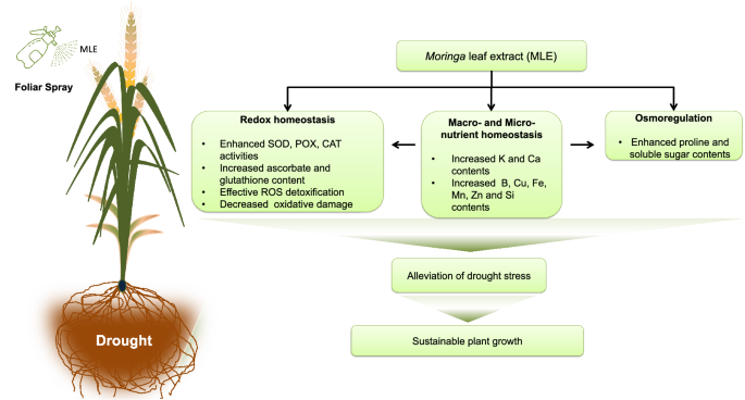 Micronutrient and redox homeostasis contribute to Moringa  oleifera-regulated drought tolerance in wheat | Plant Growth Regulation