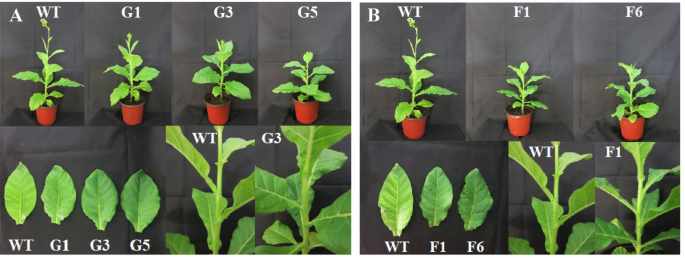 Overexpression of GPS and FPS from Chrysanthemum indicum var. aromaticum  resulted in modified trichome formation and terpenoid biosynthesis in  tobacco | Plant Growth Regulation