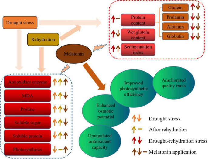 Effects of exogenous melatonin on wheat quality under drought stress and  rehydration | Plant Growth Regulation | Springer Nature Link