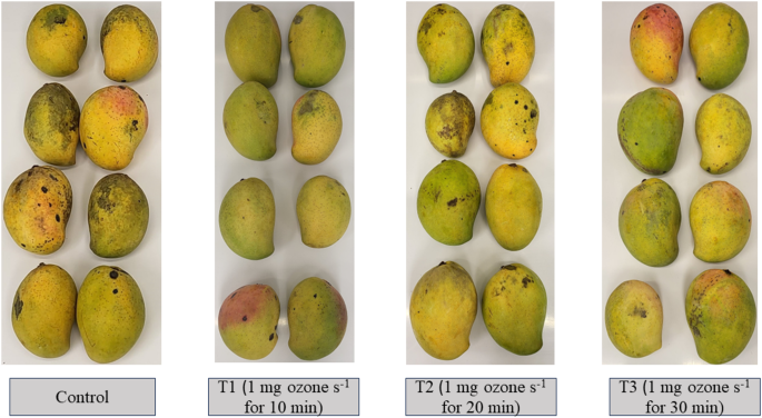 mangoes are high in detox glutathione Postharvest aqueous ozonation alleviates chilling injury by upregulating  ascorbate-glutathione (AsA-GSH) cycle and associated antioxidant enzymes in  cold-stored 'kensington pride' mango fruit | Plant Growth Regulation