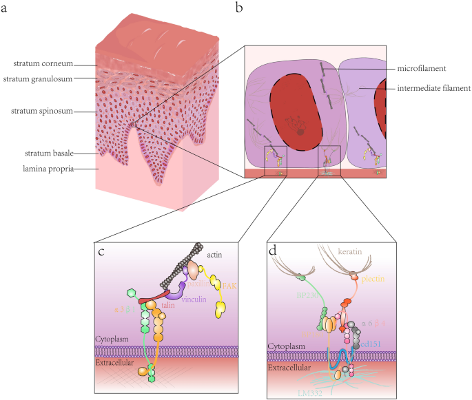 Regulatory mechanism of oral mucosal rete peg formation | SpringerLink