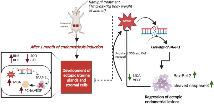 Ramipril ameliorates endometriosis by inducing oxidative stress-mediated  apoptosis in the wistar rat | Journal of Molecular Histology | Springer  Nature Link