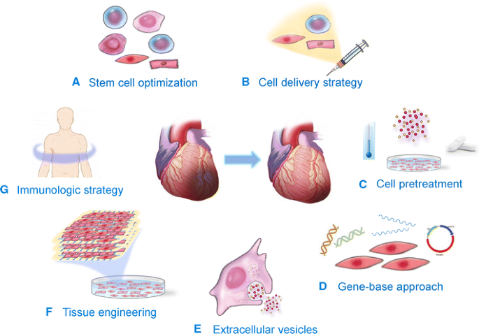 Exploring 
the use of stem cells for 
Atherosclerosis thumbnail