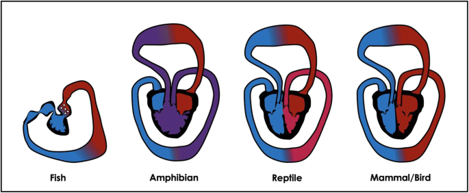 Right Ventricular Phenotype Function And Failure A Journey From Evolution To Clinics Springerlink