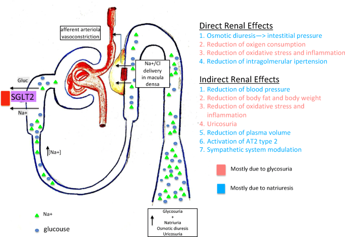 Renal Protection A Leading Mechanism For Cardiovascular Benefit In Patients Treated With Sglt2 Inhibitors Springerlink