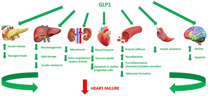glp 1 heart disease Vascular and metabolic effects of SGLT2i and GLP-1 in heart failure  patients | Heart Failure Reviews
