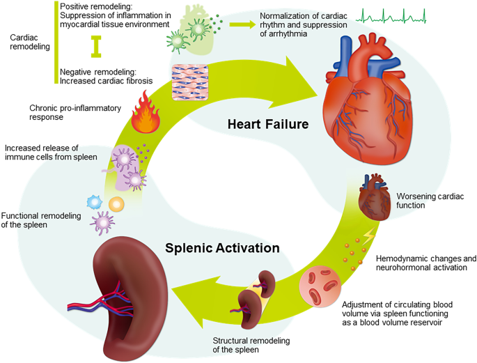 The cardiosplenic axis: the prognostic role of the spleen in heart failure  | SpringerLink