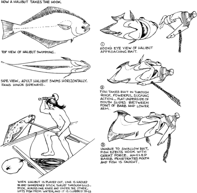 Northwest Coast Halibut Hooks: an Evolving Tradition of Form, Function, and  Fishing