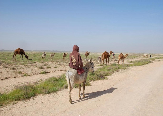 The Changing Role Of Camels Among The Bedouin Of The Negev Springerlink