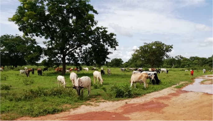 Values and Beliefs That Shape Cattle Breeding in Southwestern Burkina Faso  | SpringerLink