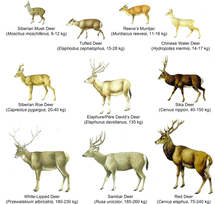 Deer and Humans in the Early Farming Communities of the Yellow 
