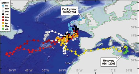 Results of satellite tagging of Atlantic bluefin tuna, Thunnus