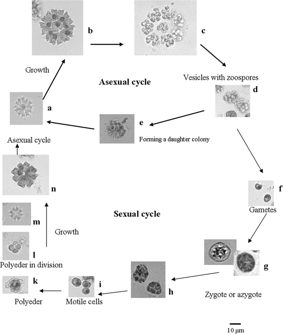Factors controlling the colonial structure of Pediastrum tetras  (Chlorophyceae) | SpringerLink