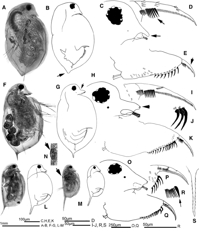 The Afromontane Cladocera Crustacea Branchiopoda Of The Rwenzori Uganda D R Congo Taxonomy Ecology And Biogeography Springerlink