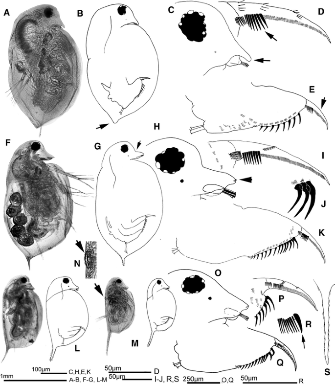 The Afromontane Cladocera Crustacea Branchiopoda Of The Rwenzori Uganda D R Congo Taxonomy Ecology And Biogeography Springerlink The Afromontane Cladocera Crustacea Branchiopoda Of The Rwenzori Uganda D R Congo Taxonomy Ecology And Biogeography Springerlink