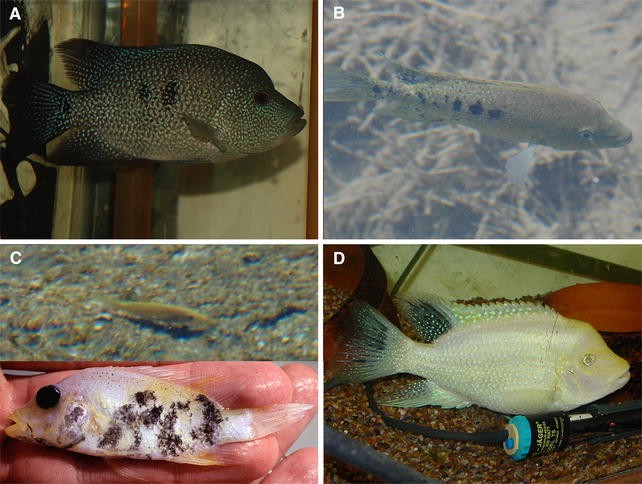 Parental Care In The Cuatro Cienegas Cichlid Herichthys Minckleyi Teleostei Cichlidae Springerlink