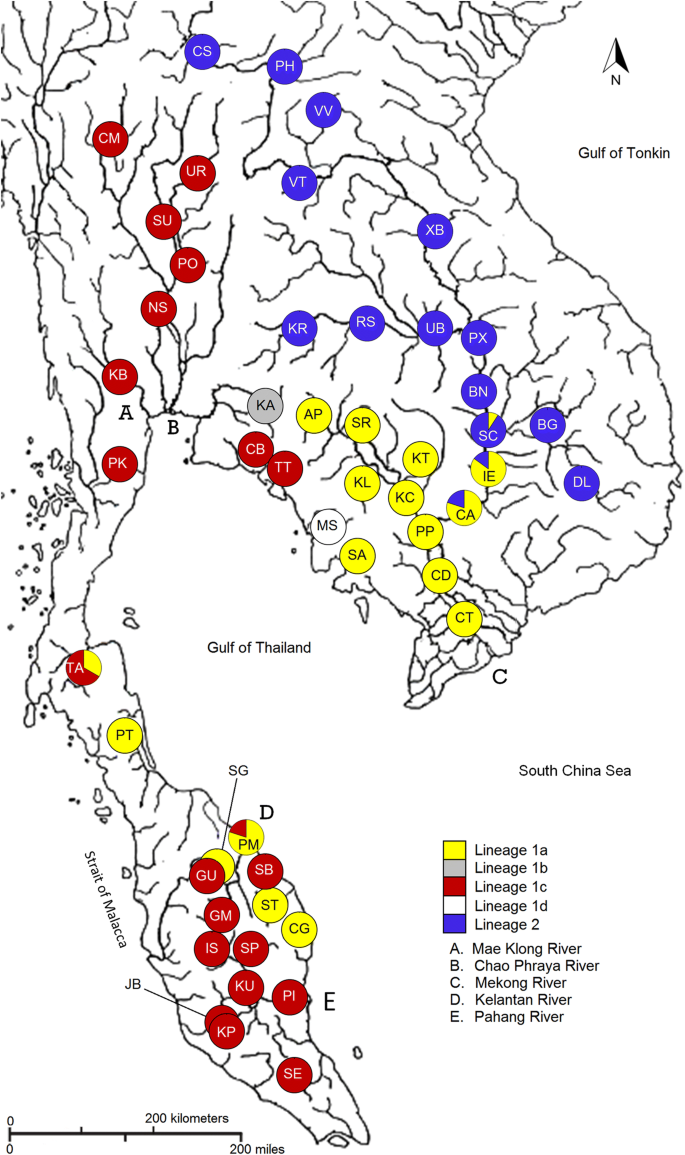 Genetic variation, demographic history and phylogeography of tire track  eel, Mastacembelus favus (Synbranchiformes: Mastacembelidae) in Southeast  Asia | Hydrobiologia