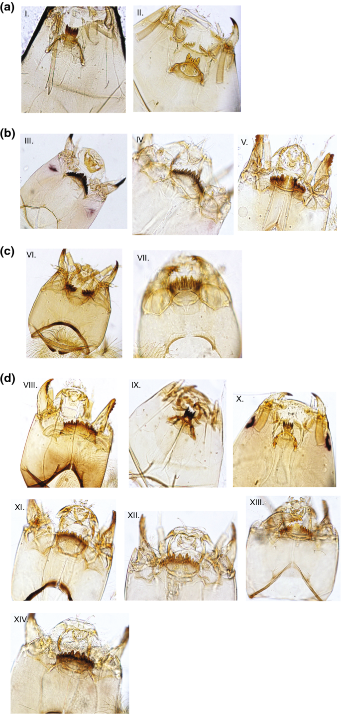 Chironomus - Insect Division