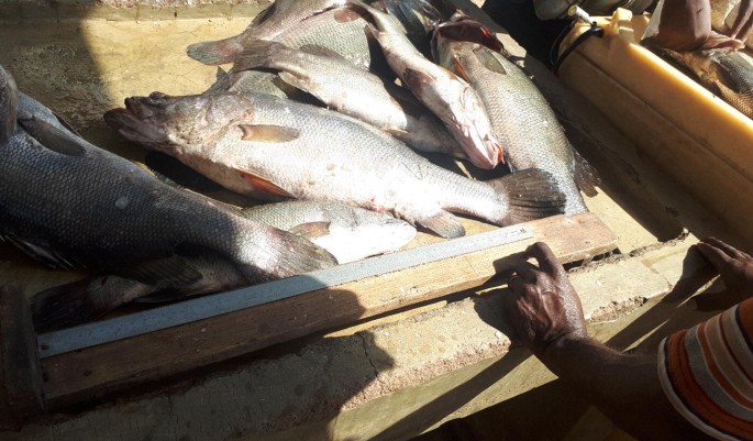 Determinants Of Nile Perch Lates Niloticus Overfishing And Its Intensity In Lake Victoria Tanzania A Double Hurdle Model Approach Springerlink Determinants Of Nile Perch Lates Niloticus Overfishing And Its Intensity In Lake Victoria Tanzania A Double Hurdle Model Approach Springerlink