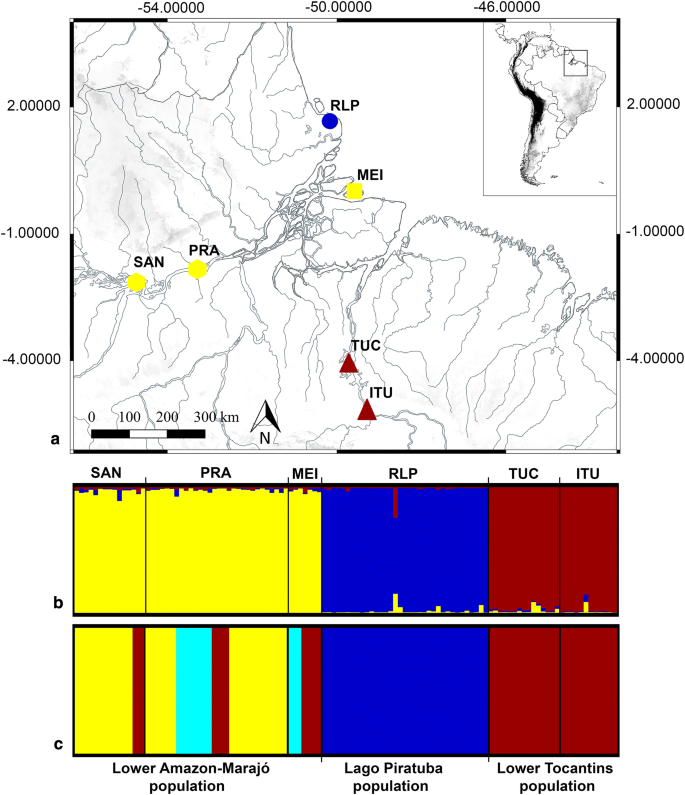 The arapaima, an emblematic fishery resource: genetic diversity and  structure reveal the presence of an isolated population in Amapá |  SpringerLink