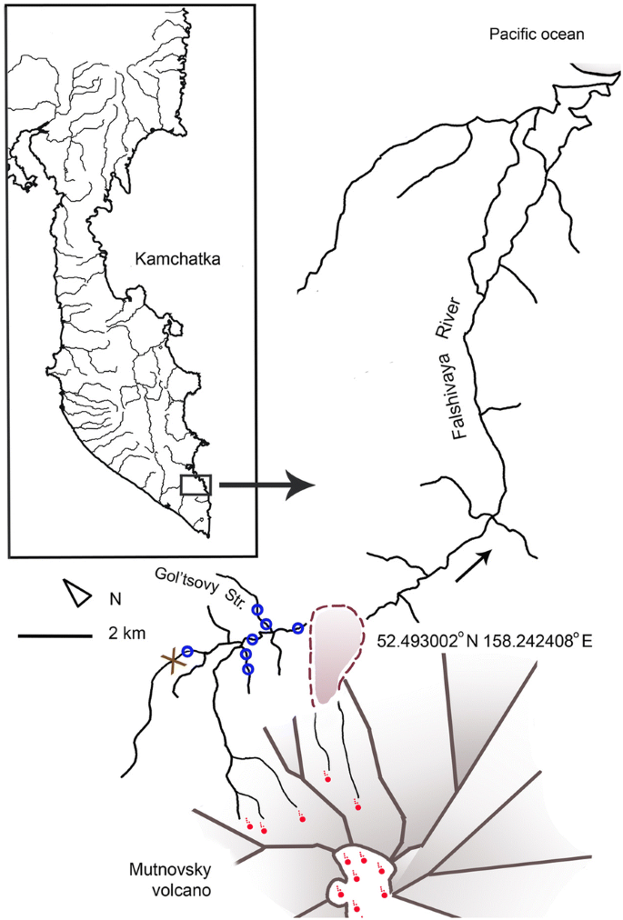Rapid Miniaturization Of Salvelinus Fish As An Adaptation To The Volcanic Impact Springerlink