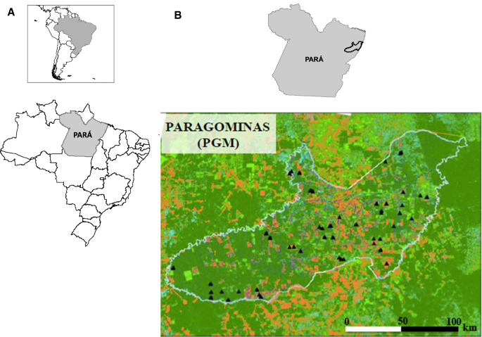 The Role Of Secondary Riparian Forests For Conserving Fish Assemblages In Eastern Amazon Streams Springerlink