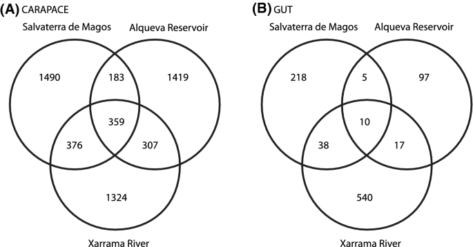 Environment And Host Related Factors Modulate Gut And Carapace Bacterial Diversity Of The Invasive Red Swamp Crayfish Procambarus Clarkii Springerlink