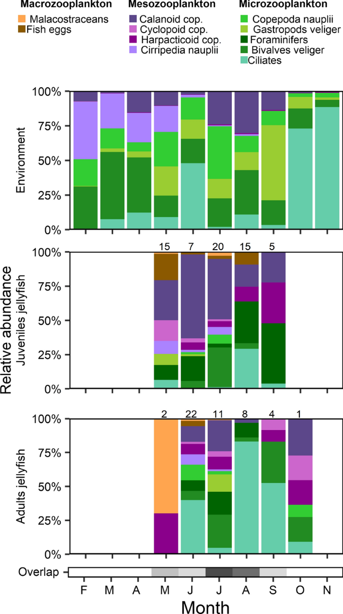 Ontogenetic dietary shifts of the medusa Rhizostoma pulmo (Cnidaria:  Scyphozoa) | SpringerLink