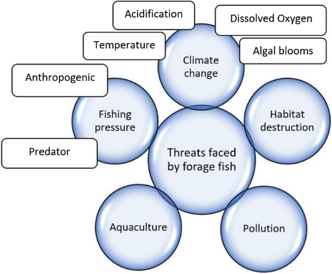 A review of the ecosystem services provided by the marine forage fish