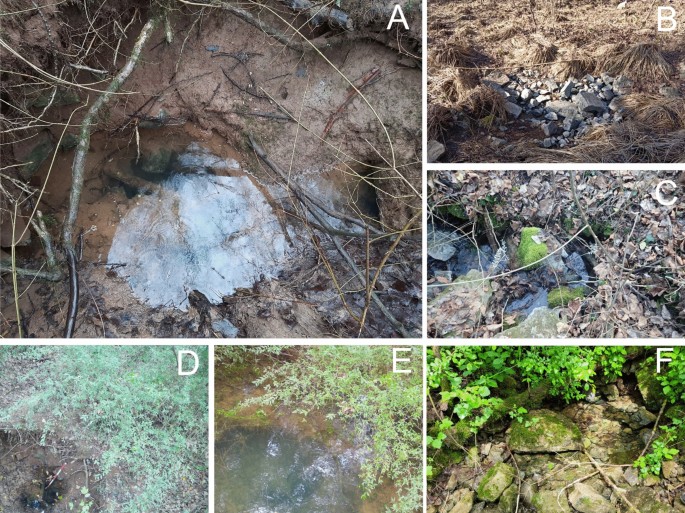 Back from the underworld: the exploitation of spring habitats by ...