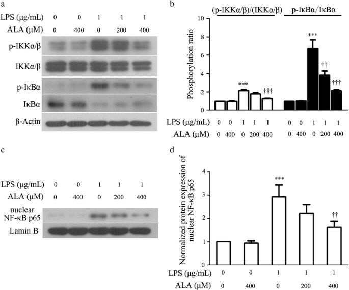 Alpha-Lipoic Acid Exerts Anti-Inflammatory Effects on  Lipopolysaccharide-Stimulated Rat Mesangial Cells via Inhibition of Nuclear  Factor Kappa B (NF-κB) Signaling Pathway | SpringerLink