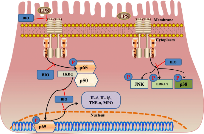 6-Bromoindirubin-3′-Oxime Suppresses LPS-Induced Inflammation via  Inhibition of the TLR4/NF-κB and TLR4/MAPK Signaling Pathways | SpringerLink