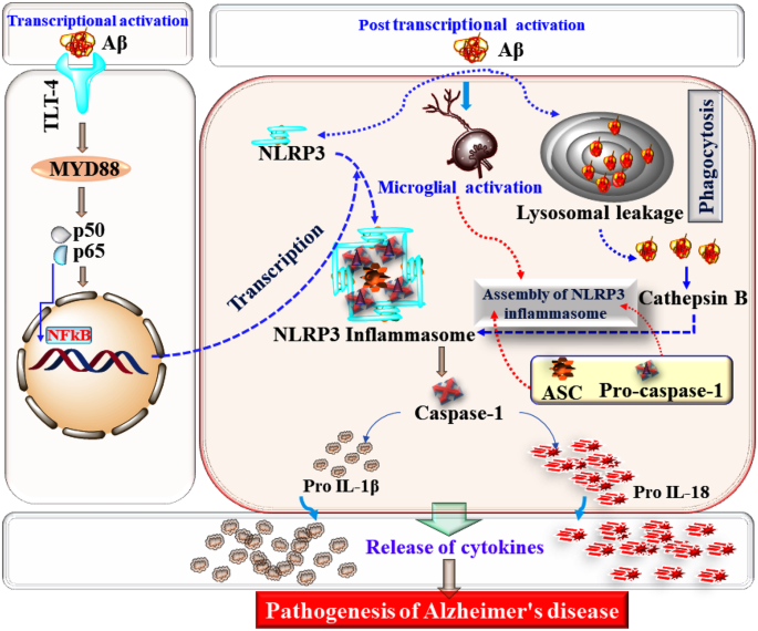 Therapeutic modulation of inflammasome pathways - Chauhan - 2020 -  Immunological Reviews - Wiley Online Library