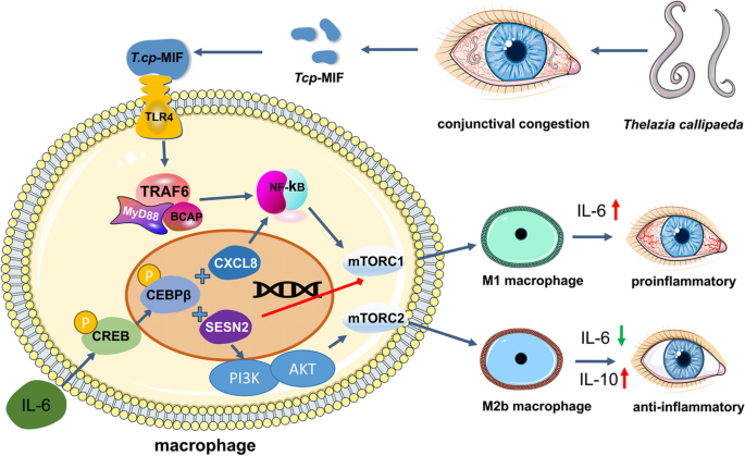 ＣＡＰA-C22 CAP 6 X 25 A-C22(ハステロイC22相当)/生地(または標準) ハステロイC22とC276合金ストリップの違い