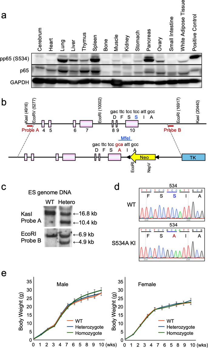 Rela Inflammation Phosphorylation of Serine 536 of p65(RelA) Downregulates Inflammatory ...
