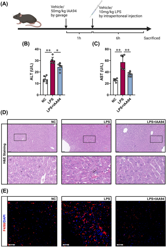 CLICs Inhibitor IAA94 Alleviates Inflammation and Injury in Septic ...