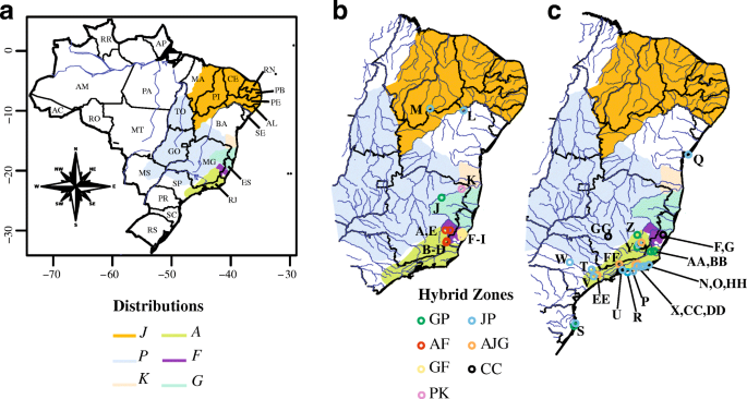 A Review Of Experimental Natural And Anthropogenic Hybridization In Callithrix Marmosets Springerlink