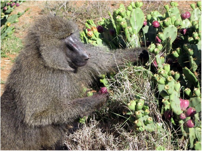 Why Natural History Is Important to (Primate) Science: A Baboon Case Study  | SpringerLink