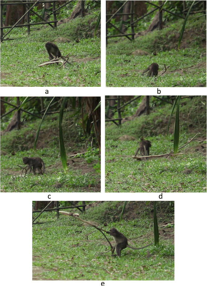 A monkey helped harvest and husking the coconut. Long-tailed monkeys or  long-tailed macaque in Pariaman, not just animals that live in the wild,  but these monkeys are also utilized by the local