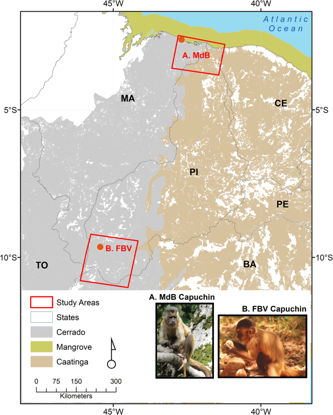 MACACO-PREGO SAPAJUS NIGRITUS – Rewild Brazil – The Brazilian