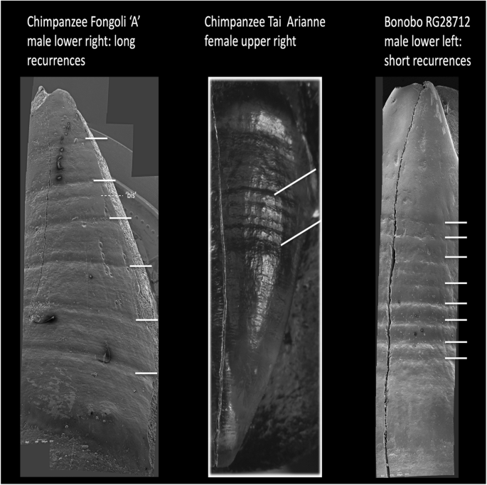 Cold Discomfort: A Model to Explain Repetitive Linear Enamel 